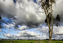 奇异果体育：卡拉布里亚：我想要留在博洛尼亚，希望拿意杯冠军并参加欧冠.